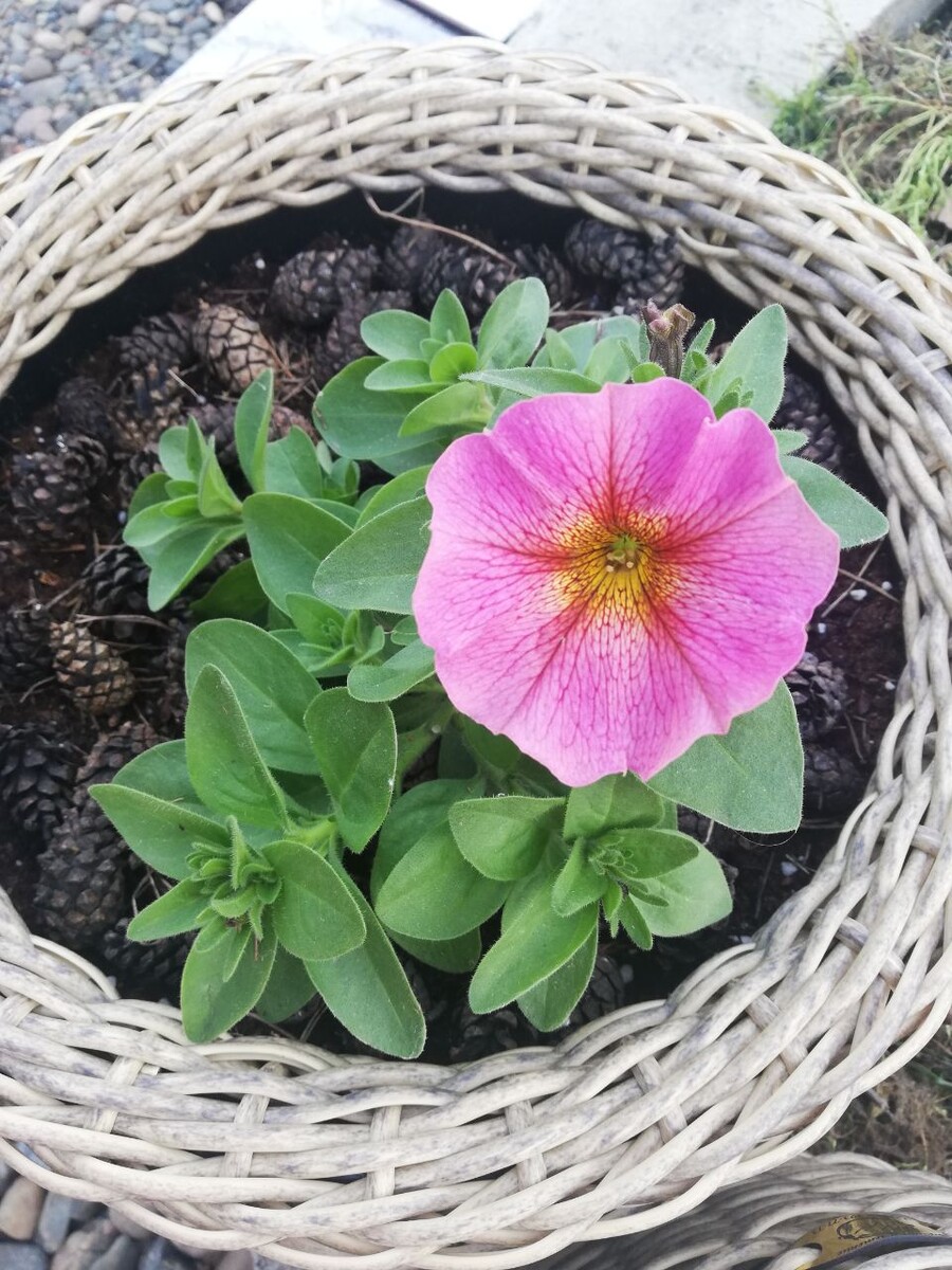 Петхоа Cанрей пинк (Sunray Pink) живет у меня 3 года.