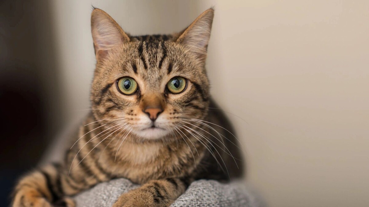    Фото: Krakenimages.com/Shutterstock/Fotodom