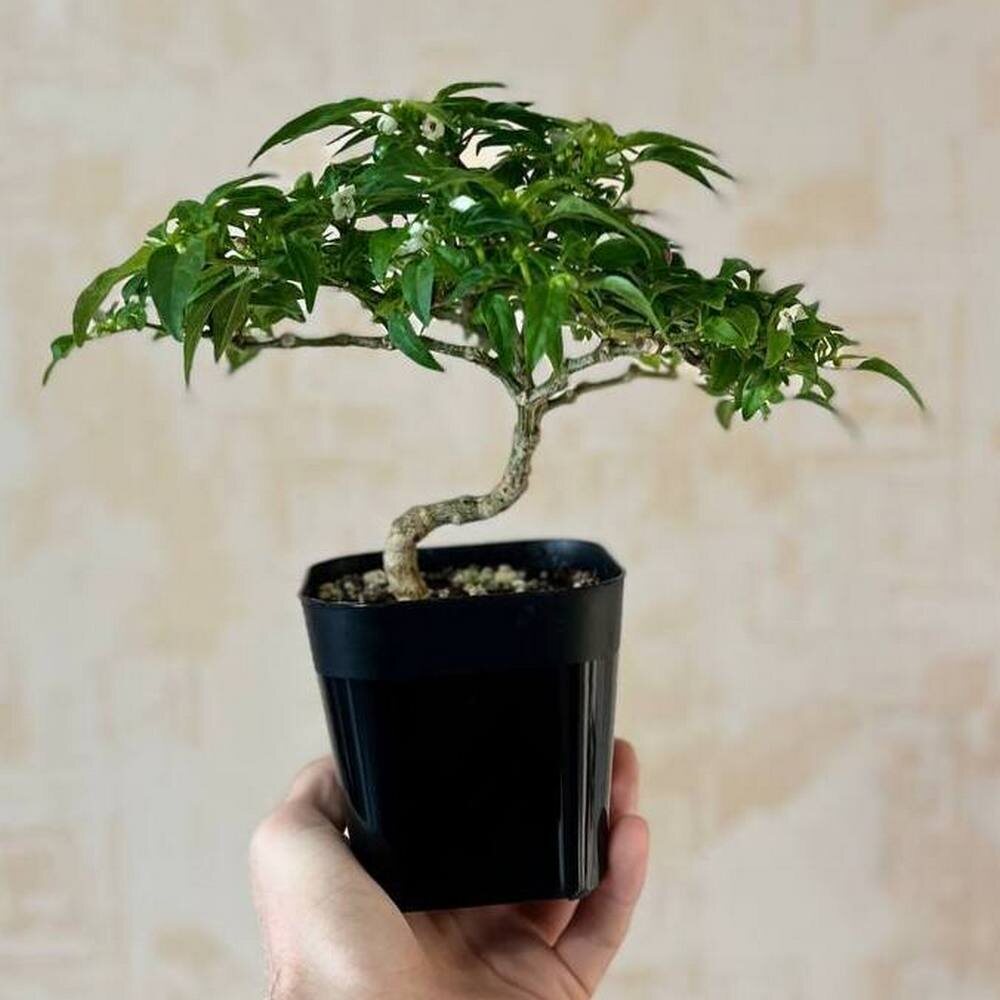 Один из этапов формирования Тепина. Фото автора