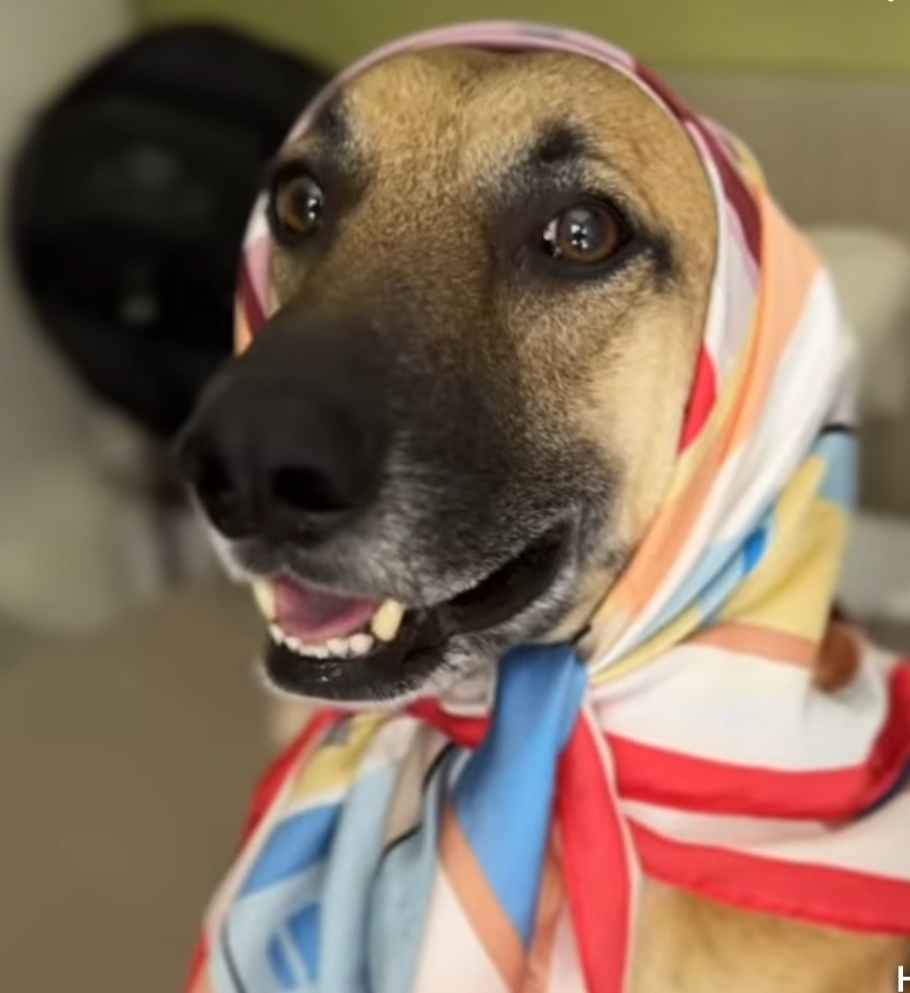 Кодовое слово"собака" произнес  сотрудник в штатском 