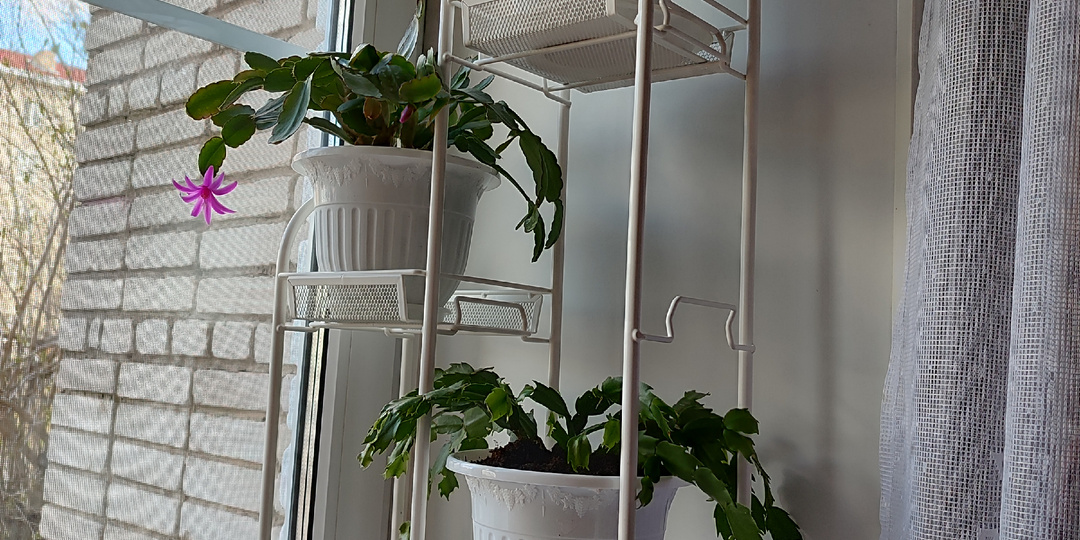 Пересаживаю декабристы