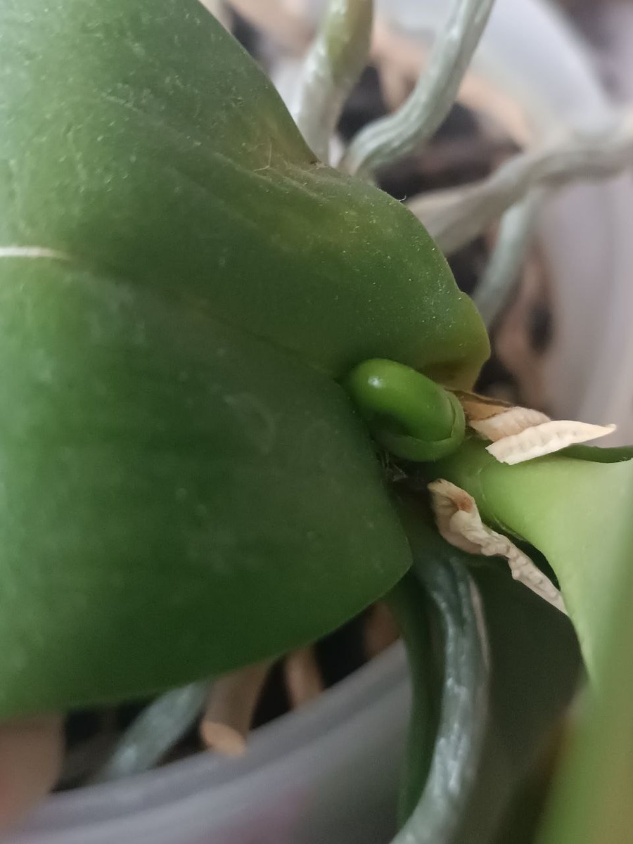 Обложка статьи. Тот самый герой публикации