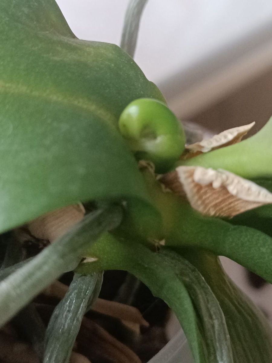 Если отодвинуть лист выглядит вот так. Значит развернется