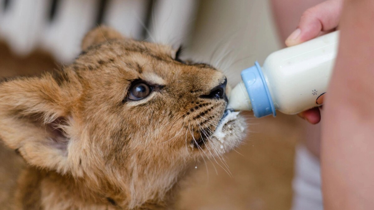    Фото: Morozova Olga/Shutterstock/Fotodom