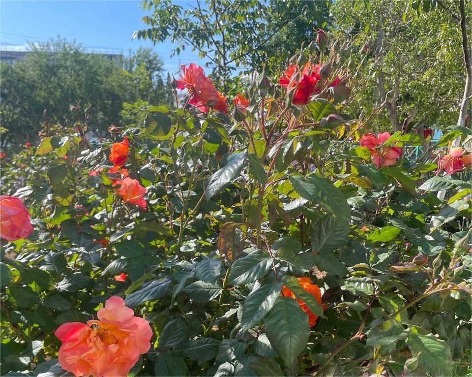 Буйство роз в Севастополе, 23.05.2025