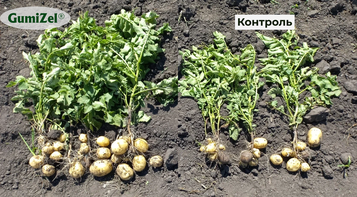 Промежуточные итоги - июль (слева - картофель с удобрением ГумиЦел; справа - без)