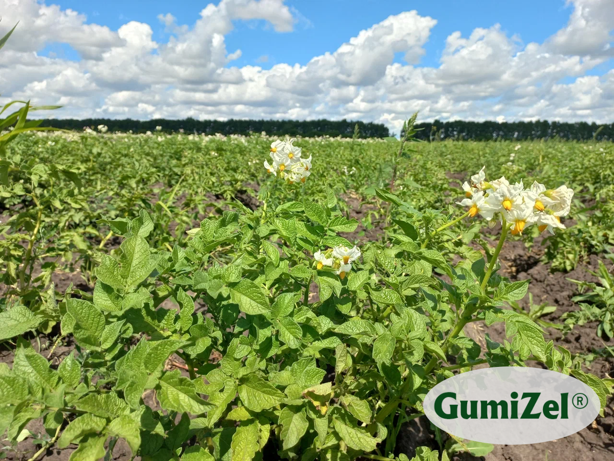 удобрение для картофеля под клубень при посадке