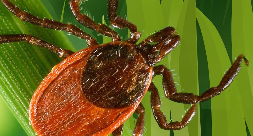    осторожно, клещи / Медиасток.рф