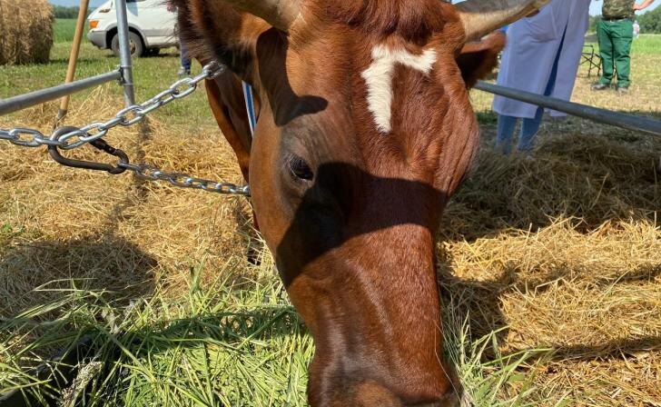    фото Курские известия