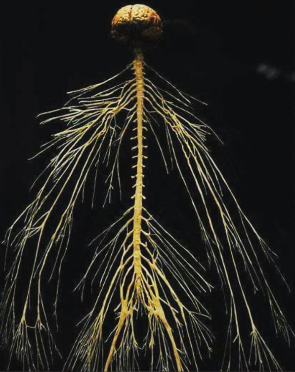 Нервная система настоящего человека. Изображение не нарушает правил платформы (Взято из открытых интернет-источников: ru.pinterest.com)