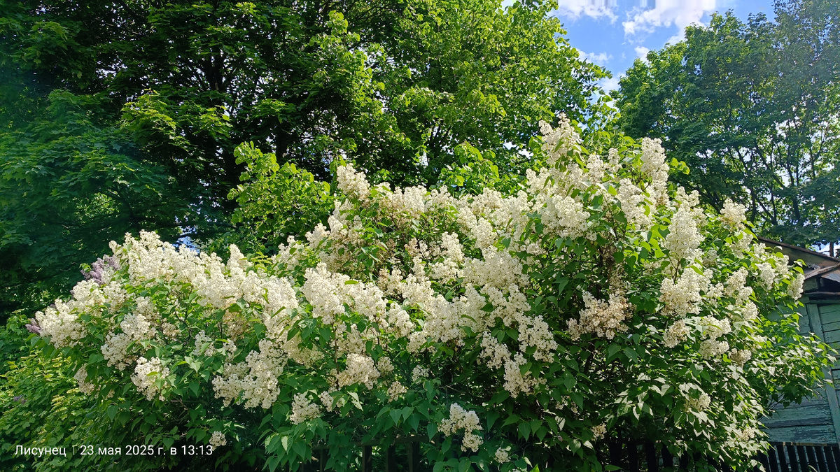 Сирень на территории Преображенского старообрядческого монастыря.