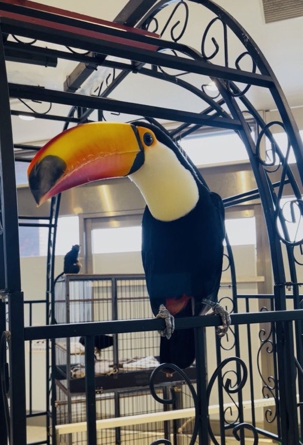 Птица тукан. 