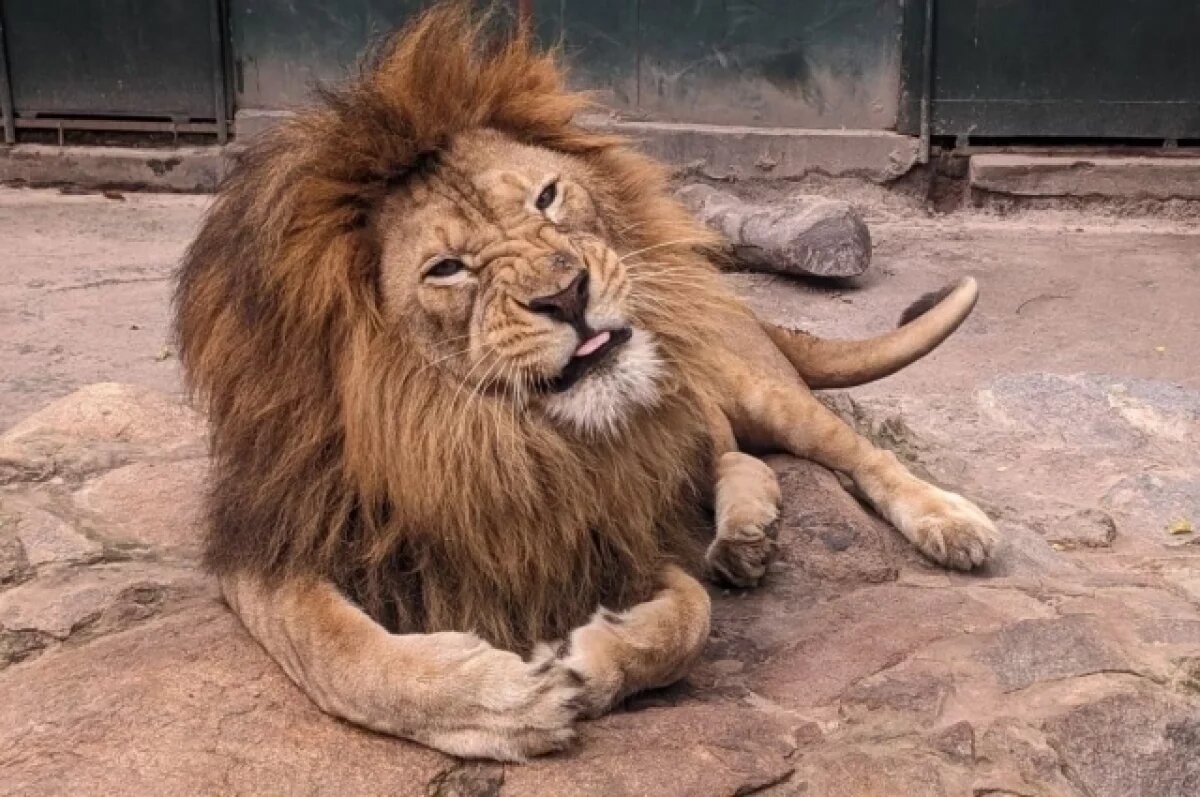    Сейчас Симба весит под 300 кг!