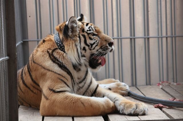    Тигр Жорик — также спасенный Даллакяном дикий кот. Фото: Из личного архива