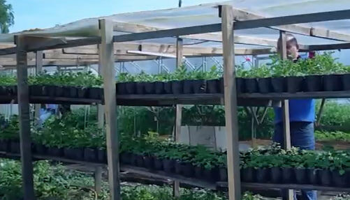     В Минусинском районе сантехник решил заняться садоводством