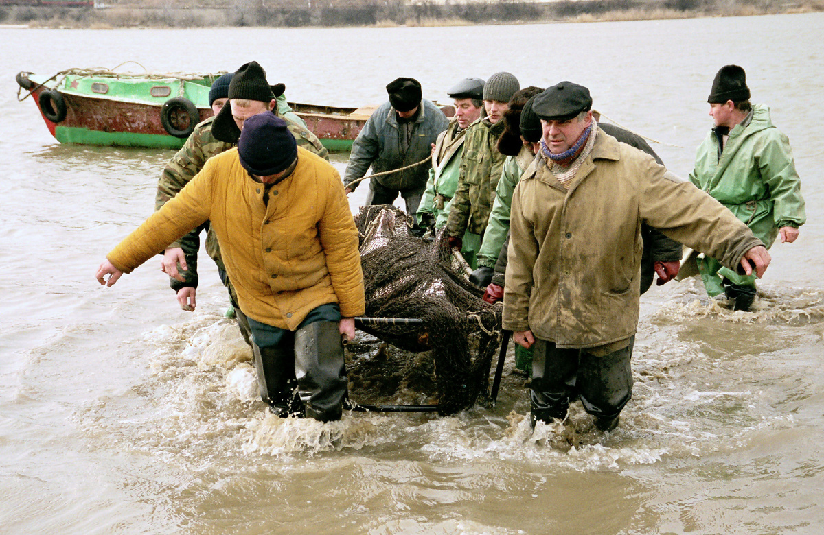 Чтобы вынести белугу на берег, потребовались усилия восьми рыбаков/ФОТО Александра Блотницкого
