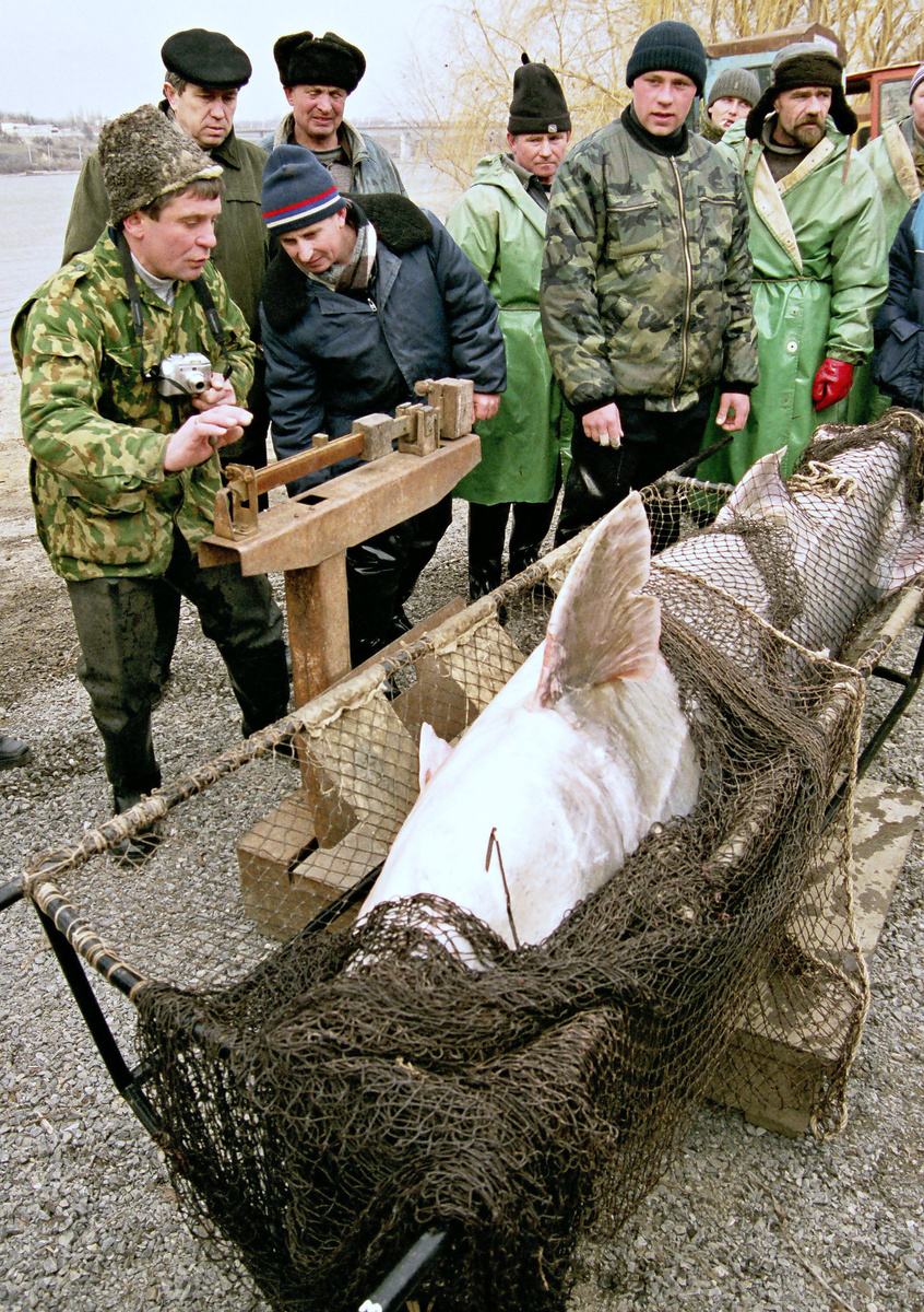 Взвешивание белуги/ФОТО Александра Блотницкого