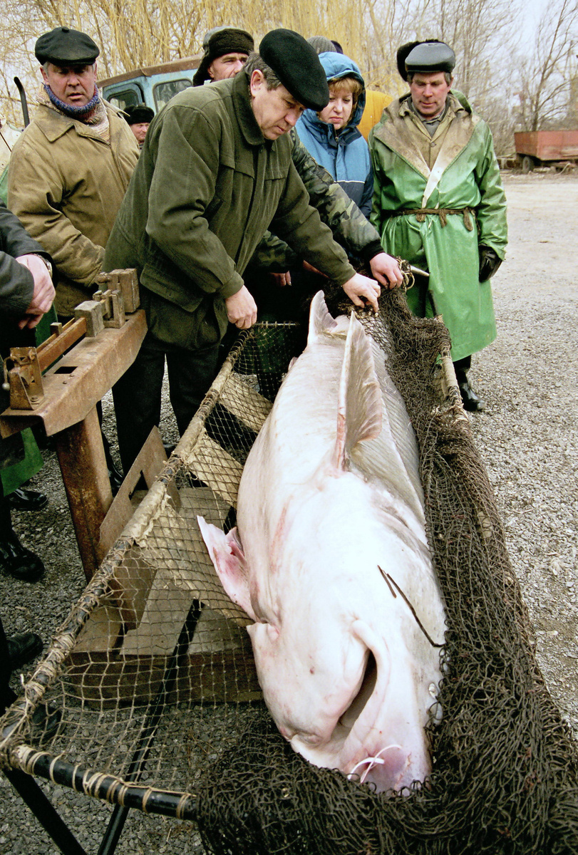 Взвешивание белуги/ФОТО Александра Блотницкого