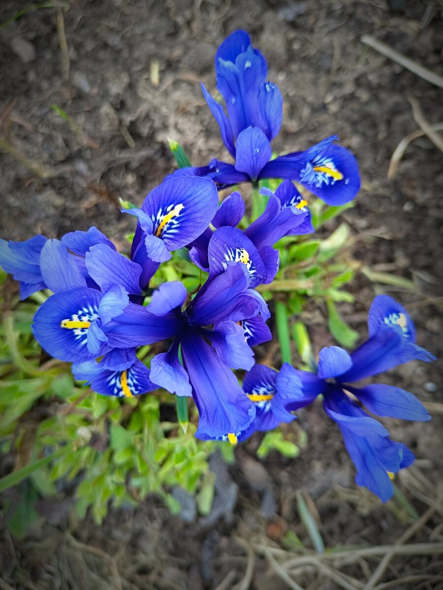 Иридодиктиум 