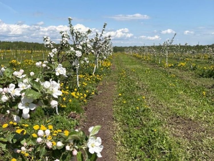   ​В Ярославской области цветут промышленные сады в Переславль-Залесском округе