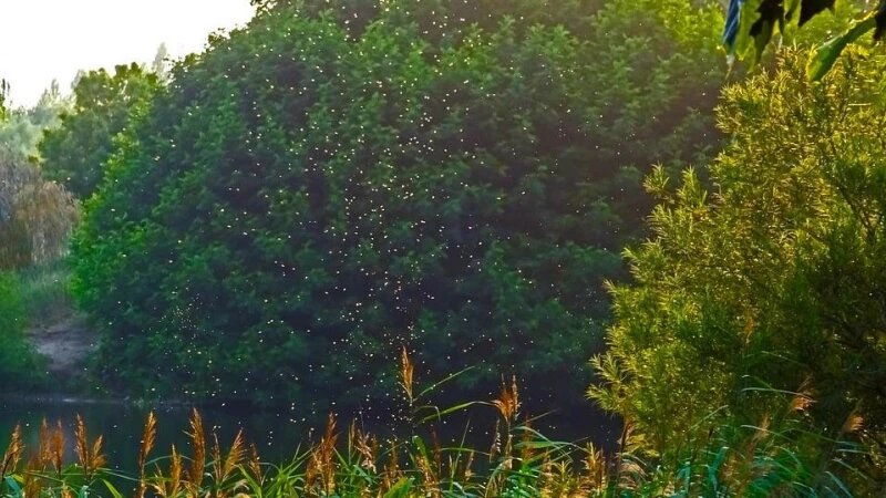     Рой насекомых. CC0