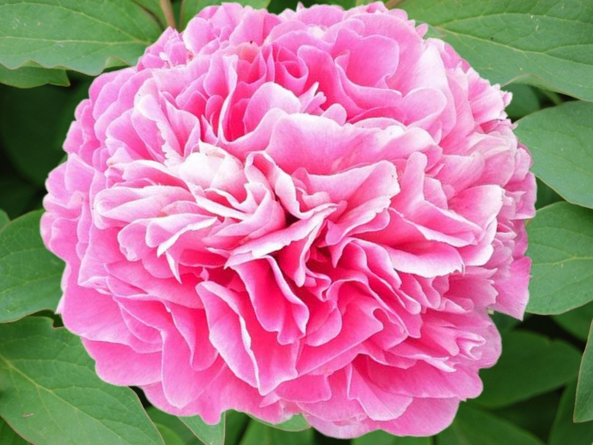 Пион "Dione". Селекционер Nate Bremer (CША, 2017)