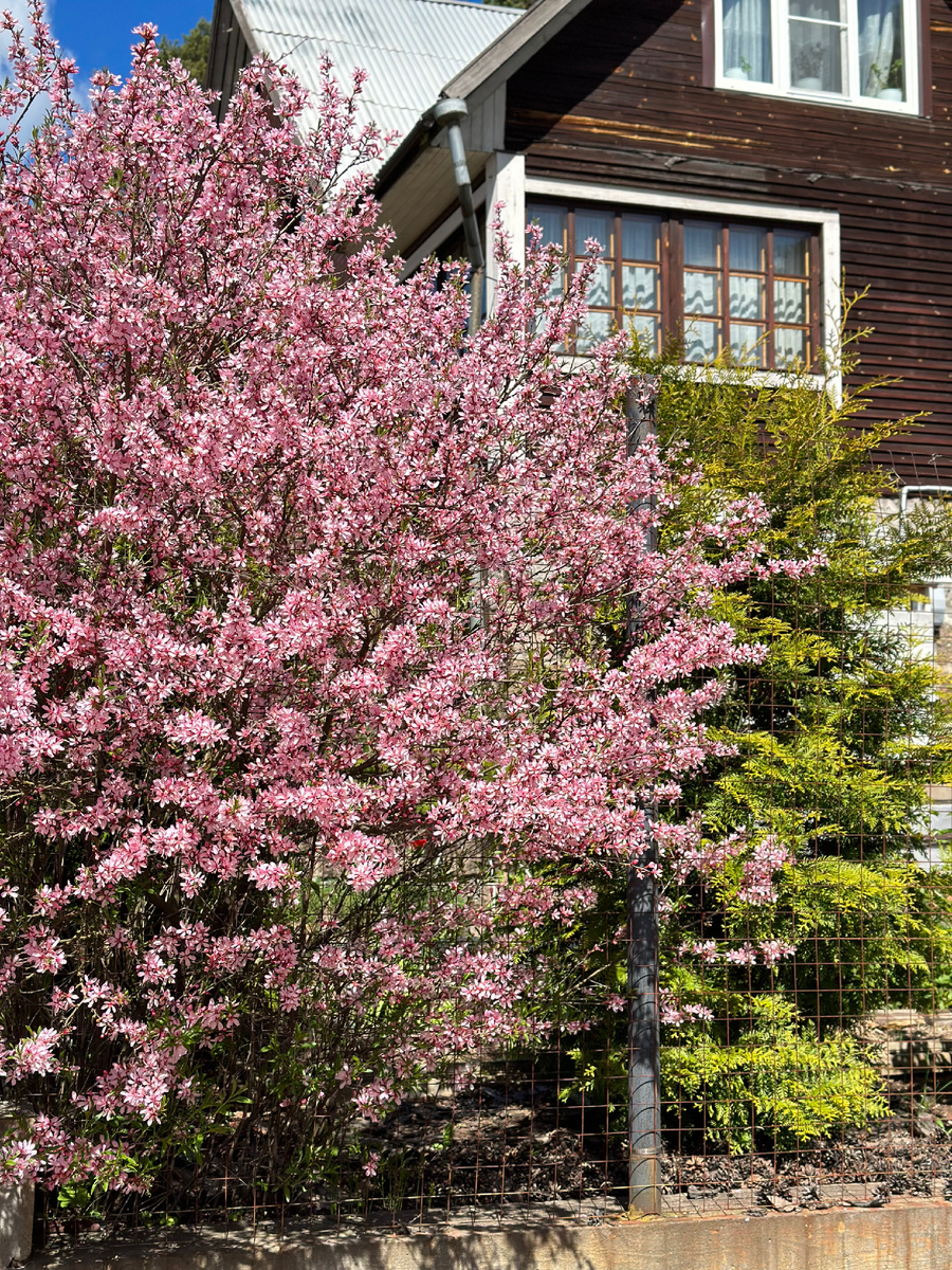 А это соседский миндаль через дорогу от нас. Каждую весну радует глаз 😍 вот только розовый с золотистой туей всё таки немного не сочетаются 🙈