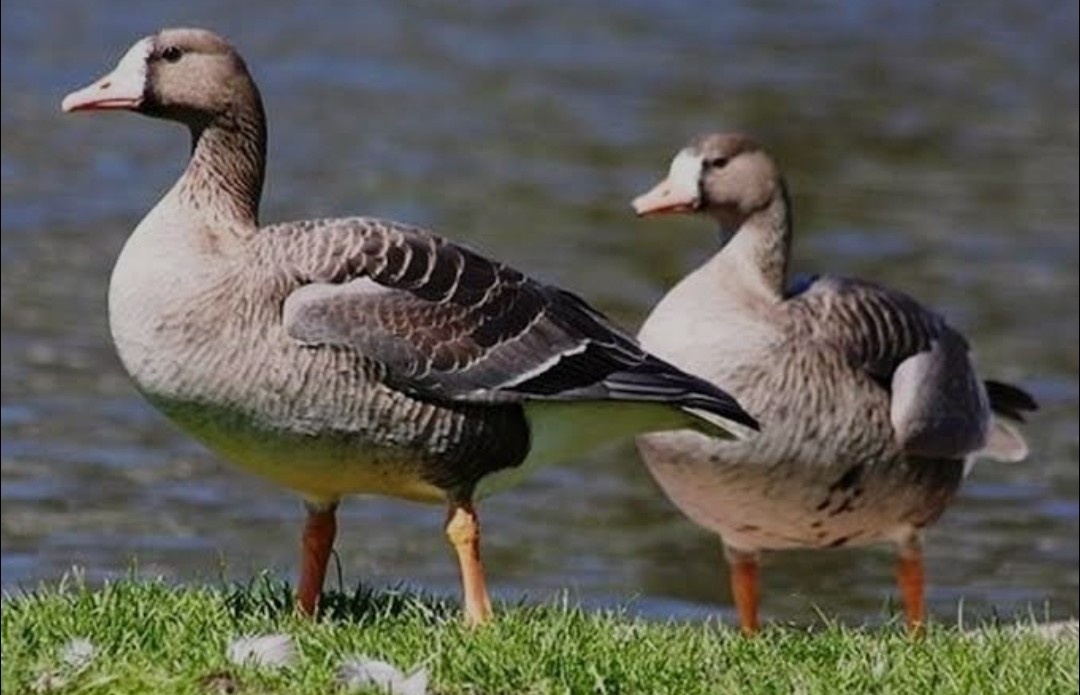 Белолобый гусь 