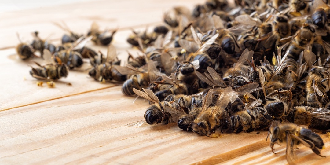 Почему погибли все пчелы?