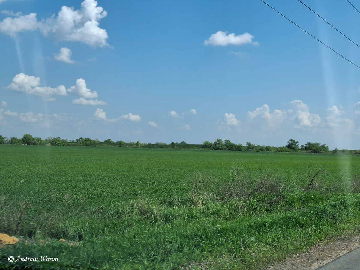 Зеленеющие поля