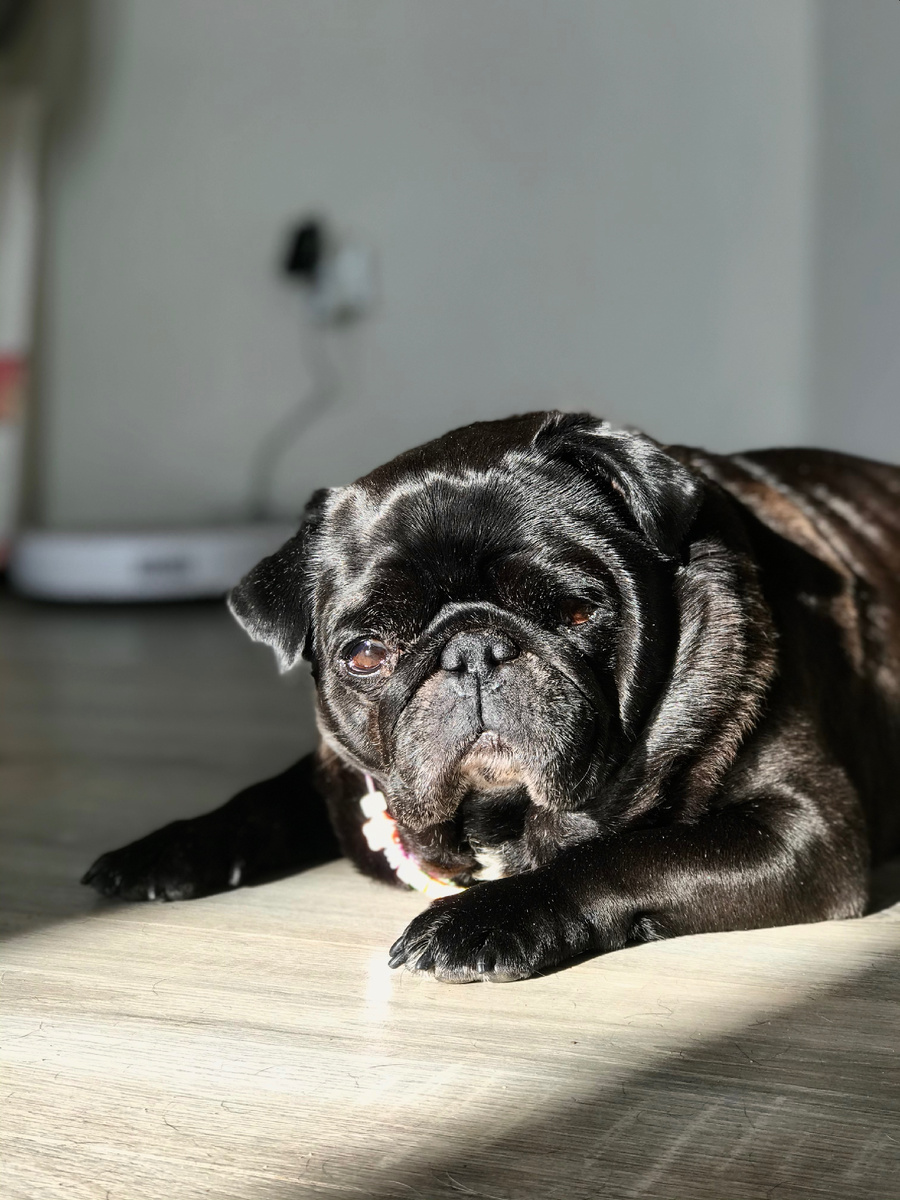 Тасюшка по утрам греется на солнышке🌞