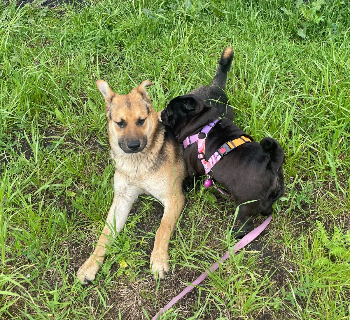 Гуляем с нашим дружочком-пирожочком