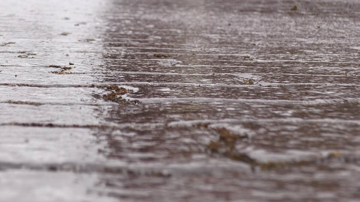    Фото: IMAGO/Bernd MŠrz/globallookpress.com