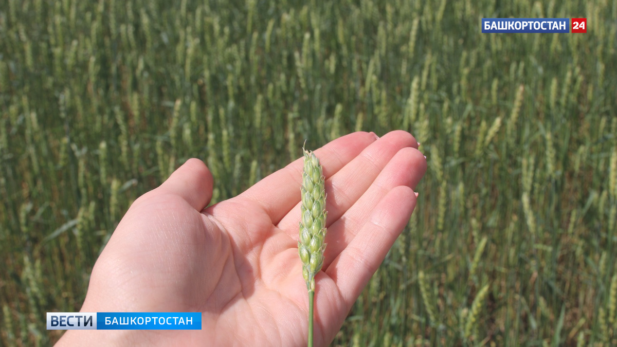    Компания из Башкирии вышла на рынок Монголии