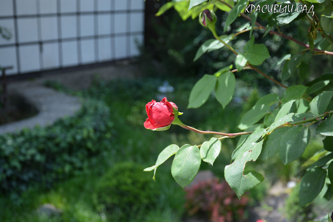 В этом году розы расцвели рано