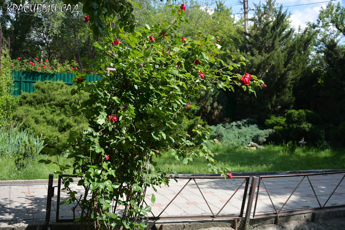 Большая роза