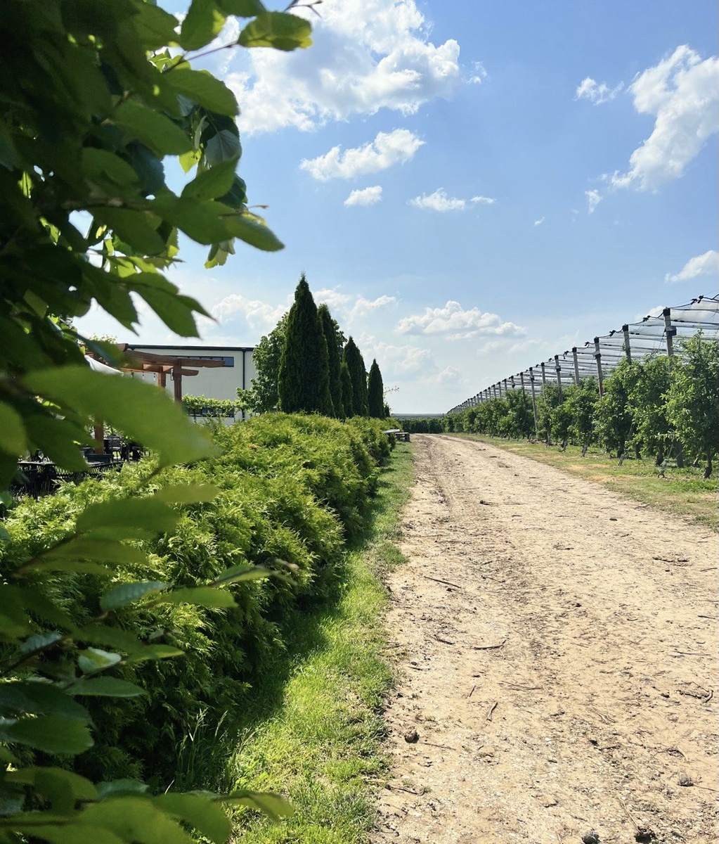 Винодельня на Фрушке горе