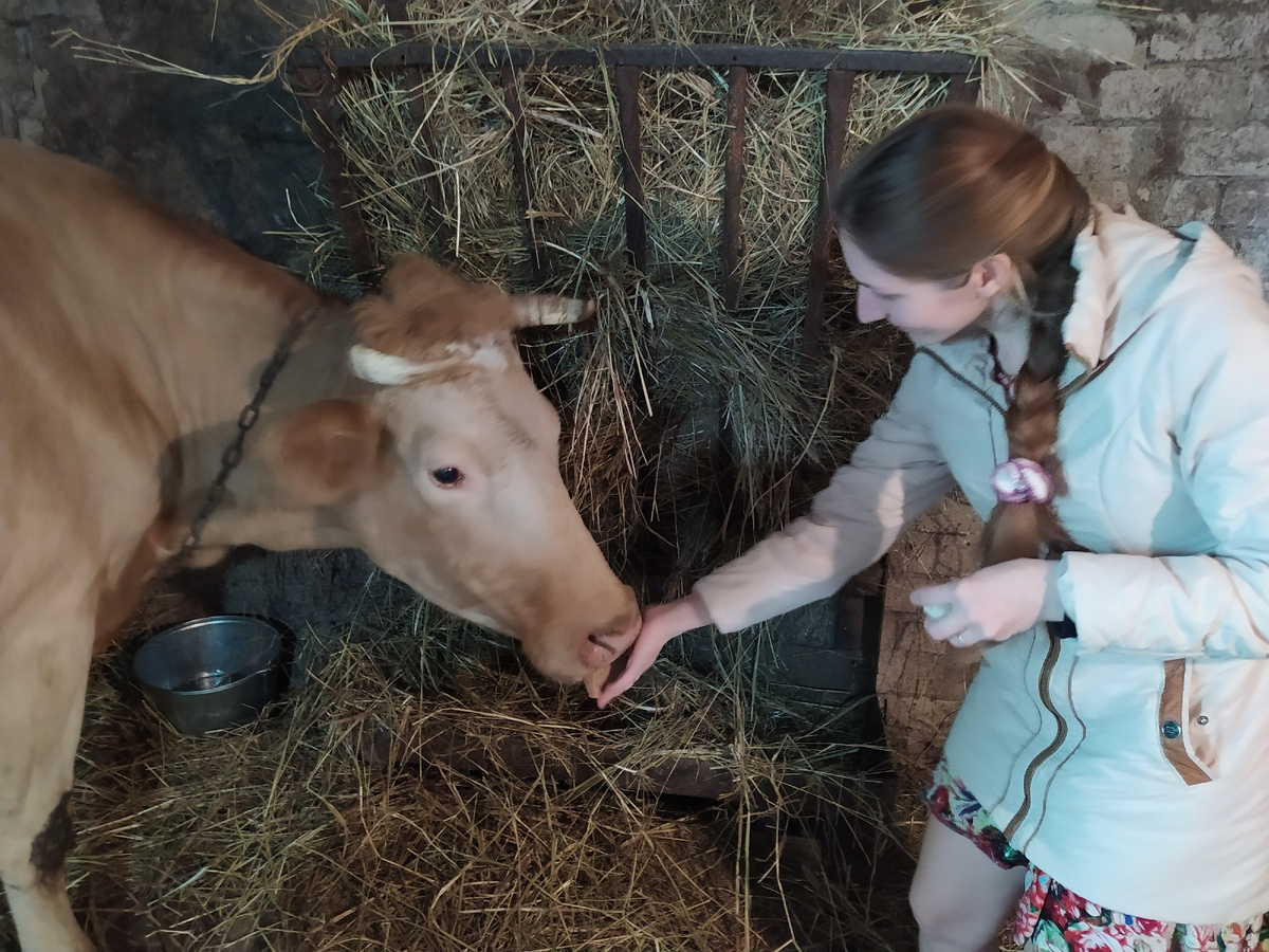 Первая встреча с первой коровкой по кличке Зоря