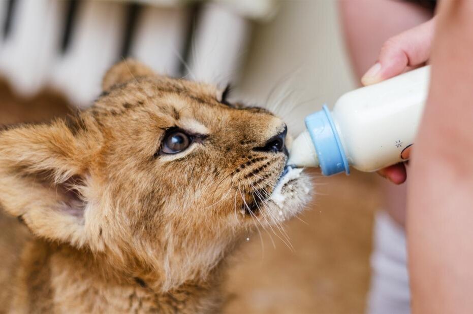    Shutterstock/FOTODOM