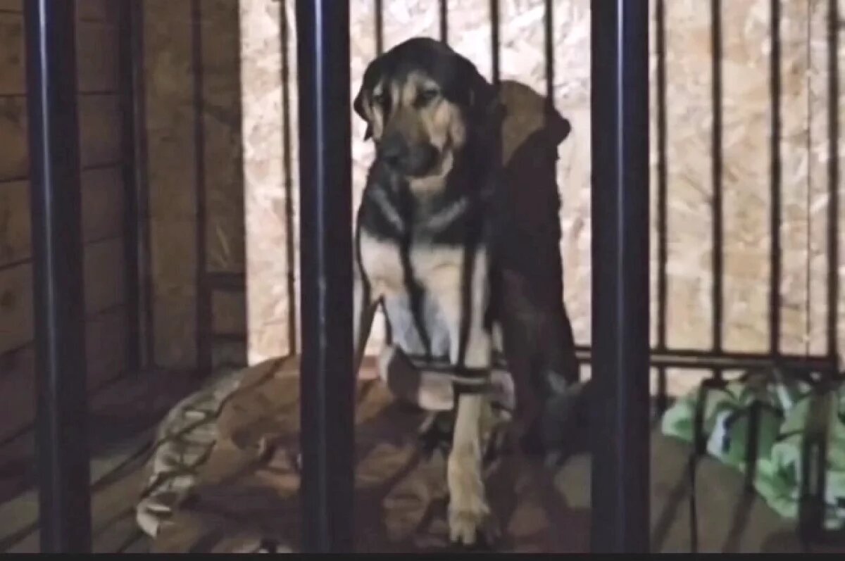    Повисшего на штыре могильного ограждения пса спас волгоградец