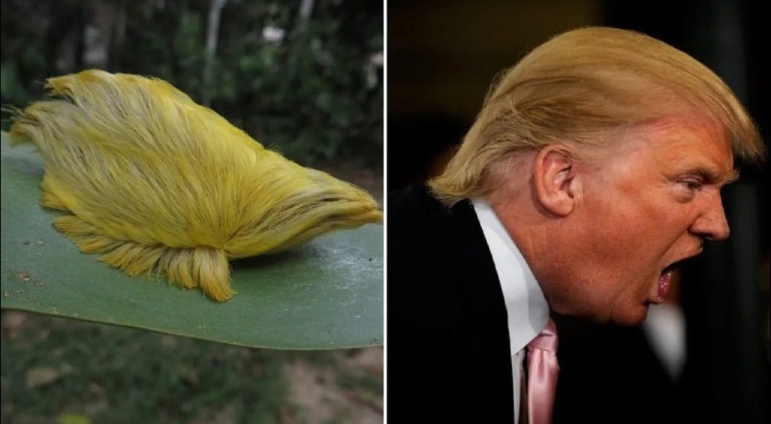 Кто у кого брал идею?