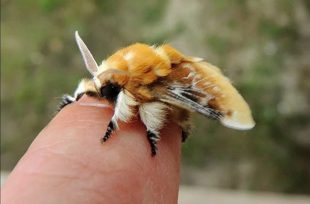 Да, да, это фланелевая моль.