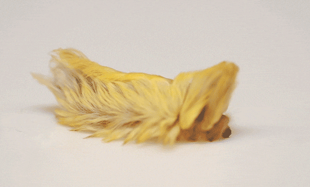 Эй, Дональд, а ну убрал от меня руки! Это не я твой парик украла!