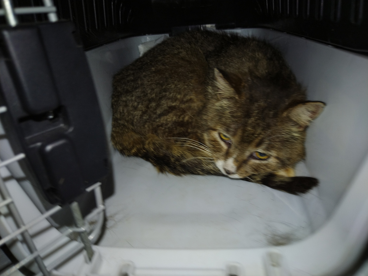 Онежка демонстративно отказывается выходить из переноски