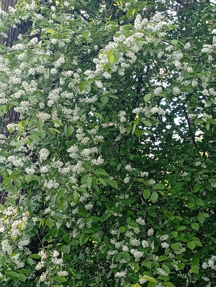 Белая черёмуха душистая щедро зацвела в моём краю.... (С) 