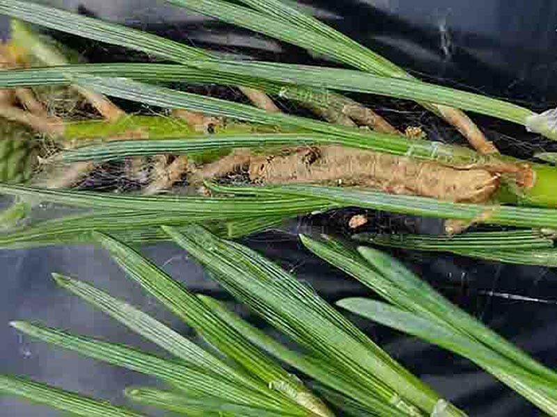 Фото: Центр защиты леса Курганской области