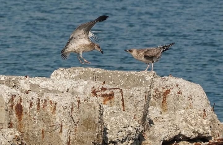 Цемесская бухта...Новороссийск 