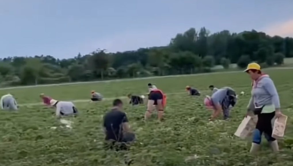 Фото: Prt Scr youtube.com / Volynblog