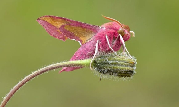 Малый Винный Бражник (Deilephila porcellus). Фото взято из сети Интернет.