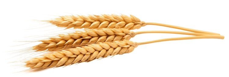    Верные хлебу